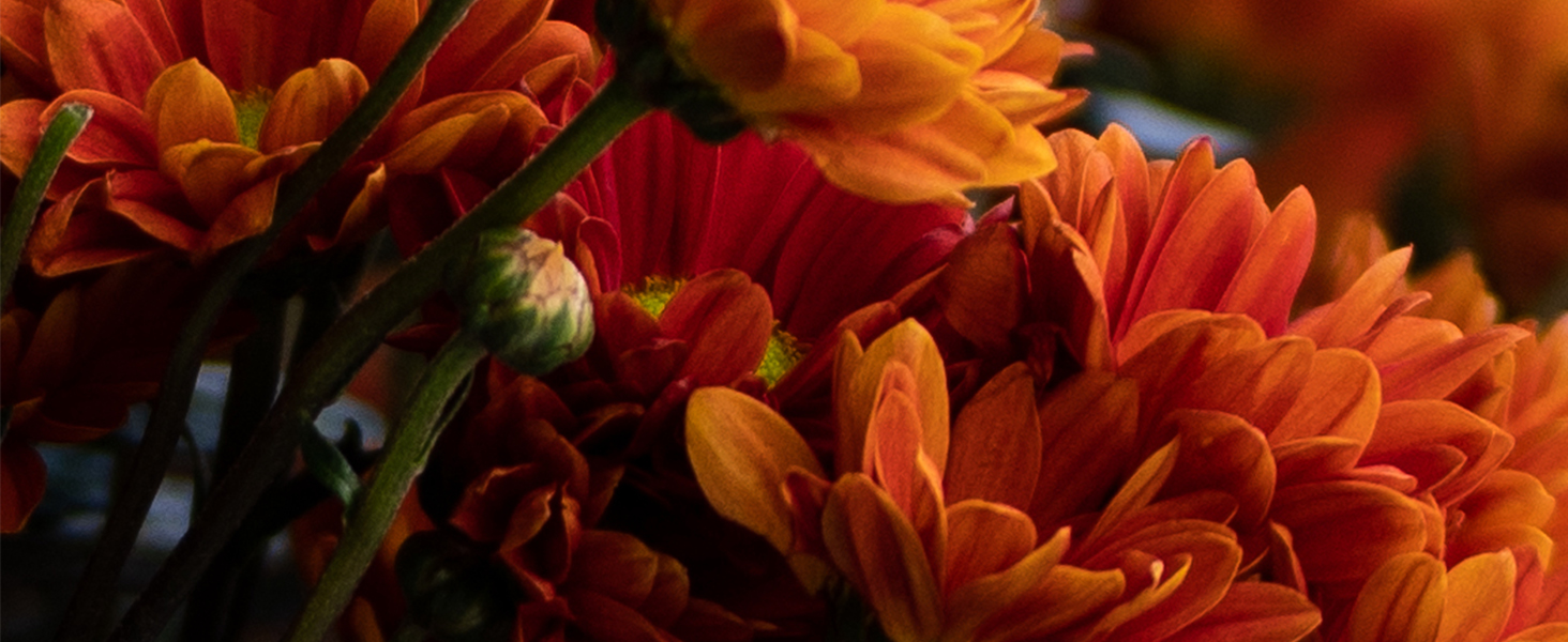 xt20 full frame