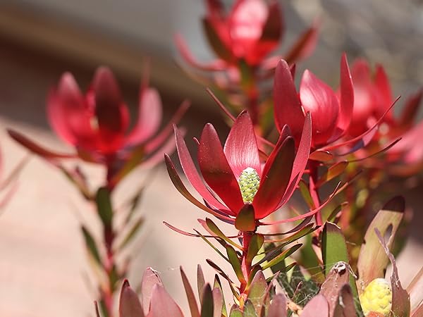 そらさん。様リューカデンドロン　サファリサンセット　10号ロング リューカデンドロン サファリサンセット 鉢植え : 苗木部 花