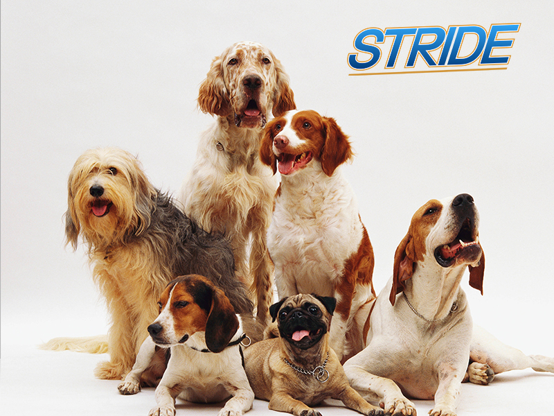 Pet Supplies : Stride Indestructible Dog Toys, Set of 2 Large Toys for ...