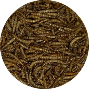 Songbird Essentials Dried Mealworms