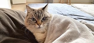 Amazon.co.jp: 【公式】neco-ri (ねこり) 獣医師と共同開発した