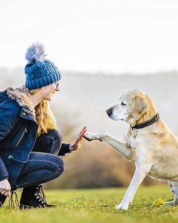 Dog Car Seat Cover for Back Seat