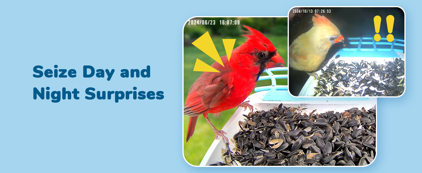 Bird Feeder with Camera