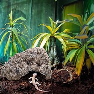 Gecko Lizard Hideout Caves Rock