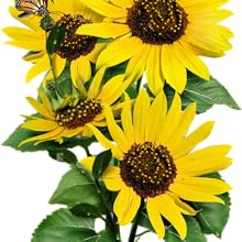 Wild sunflower seeds for planting growing gardening sowing sewing to plant grow sow sew