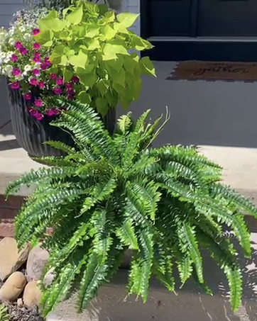 fake fern