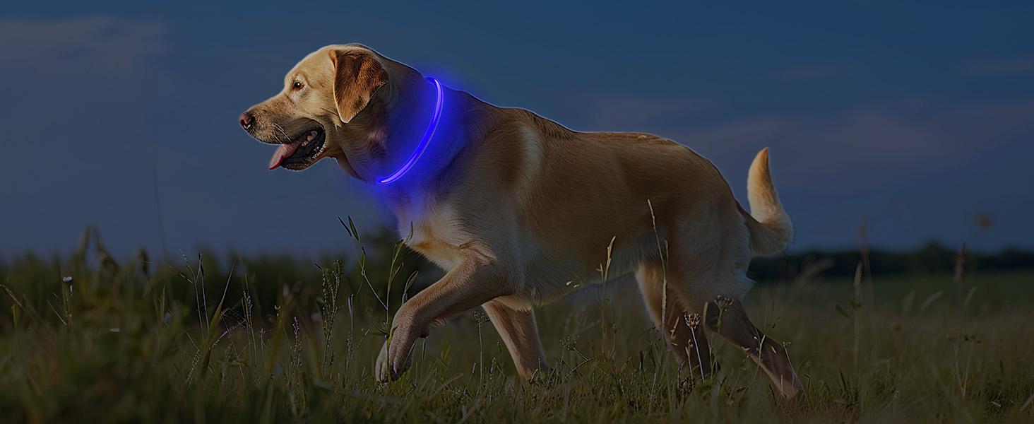 Der Hund trägt ein beleuchtetes blaues LED-Halsband, wenn er in der Abenddämmerung im Freien spazieren geht, um Sichtbarkeit und Sicherheit zu bieten