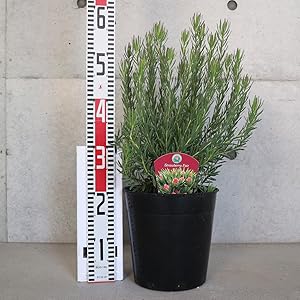 アナベルとルリタマアザミ、エリンジウムのフライングリース　リューカデンドロン アナベルとルリタマアザミ、エリンジウムのフライングリース