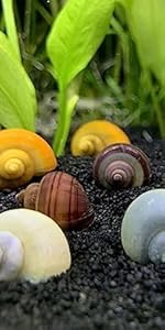 snails 