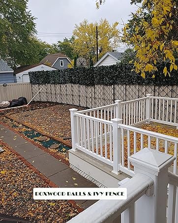 BOXWOOD BALLS & IVY FENCE