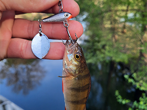 Wild Devil Baits Jig Spinner