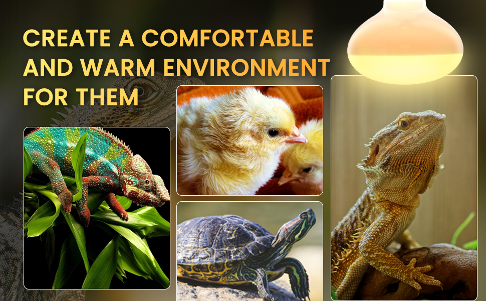 reptile heat bulb