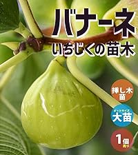 いちじくページ イチジク習慣 ミニサイズ 100g サヘル・ローズのOSEKKAIいちじく
