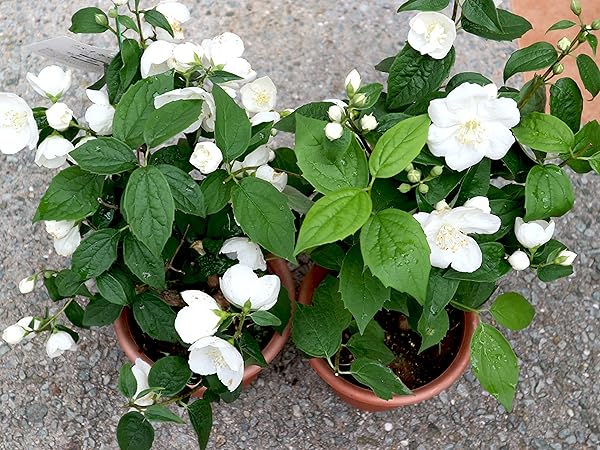 梅花5 Amazon.co.jp: 梅花ウツギ 5号苗【品種で選べる花木苗/1個売り