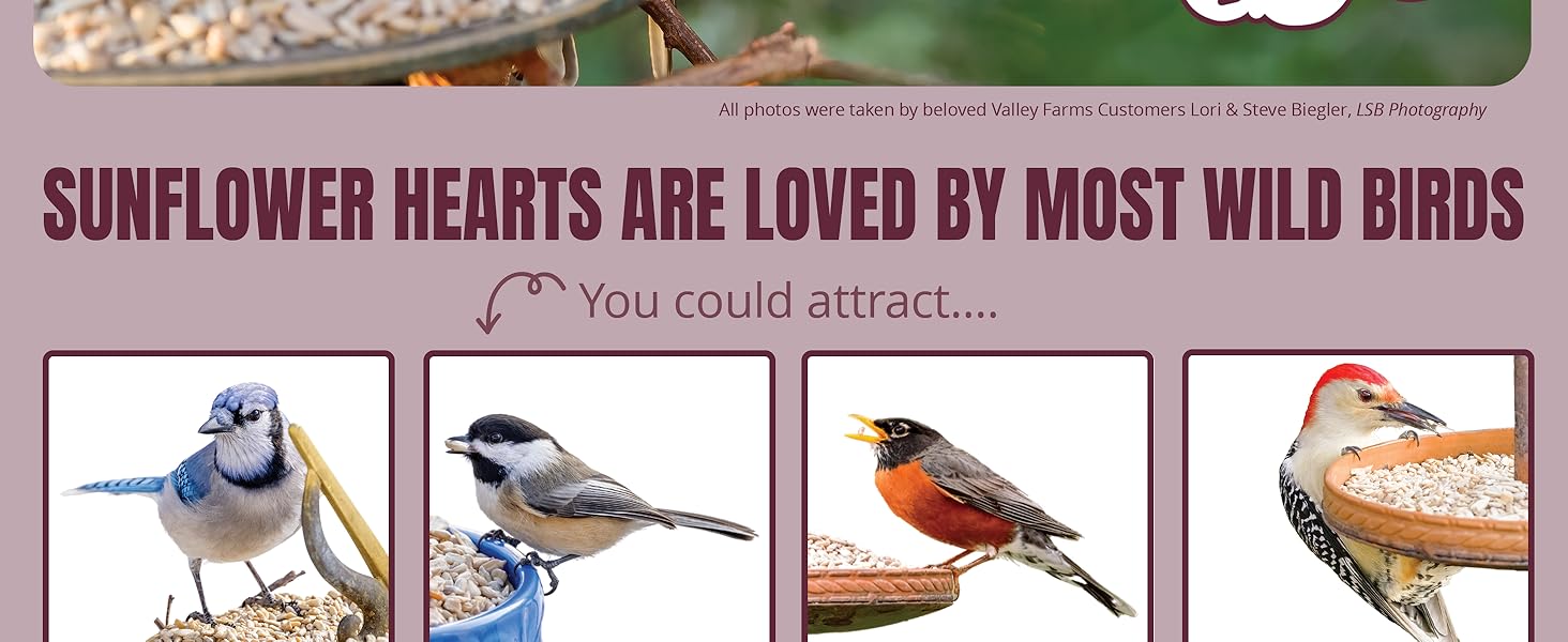 Sunflower hearts are the mess free seed loved by the majority of wild bird species