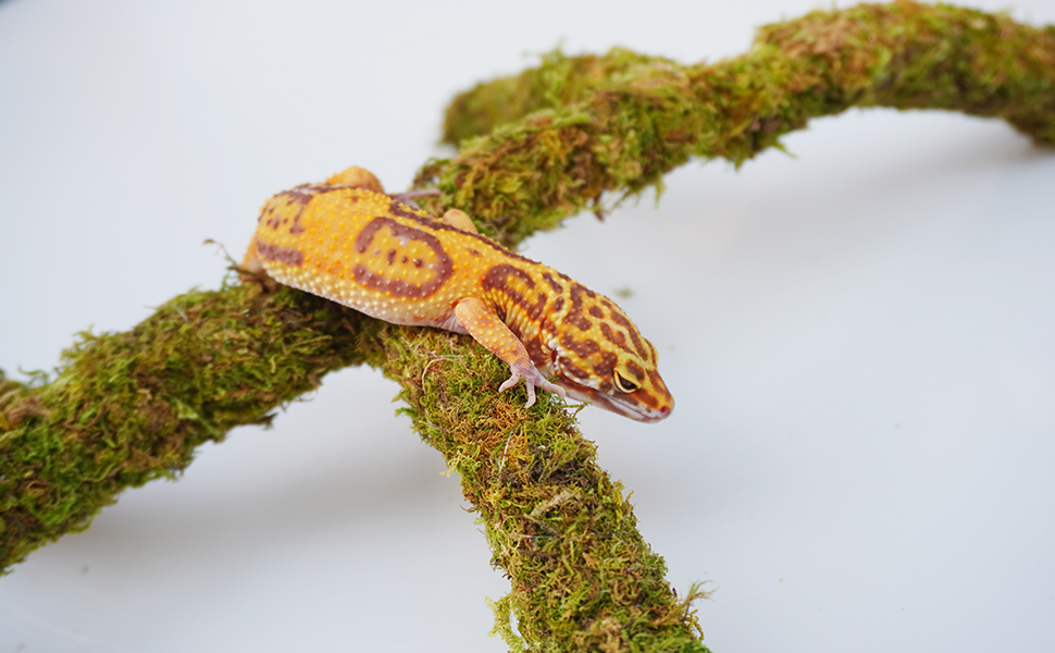 Leopard Gecko Tank Accessories