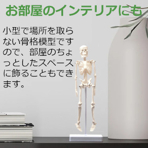2135番 大型 木製 人体模型 標本 臓器 ディスプレイ Amazon.co.jp: 博物モデリング倶楽部・壱 1/12ヒト骨格 全4種