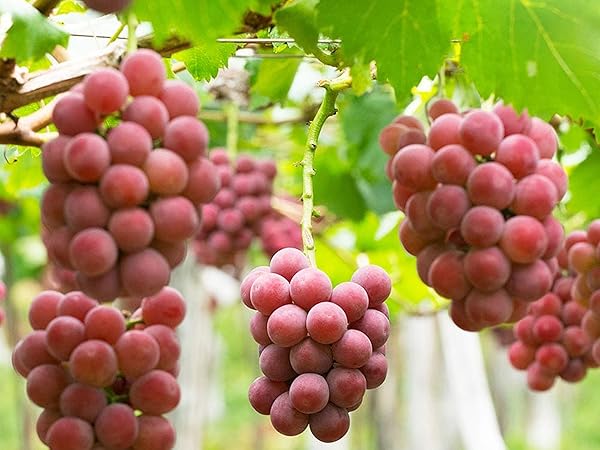 シャイン2kg、悟紅玉&黄玉500gずつ Amazon.co.jp: ぶどうの苗 品種：ゴルビー(悟紅玉・ごこうぎょく