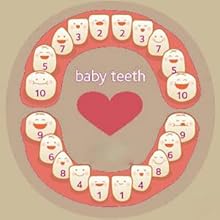 Structure of baby's teeth