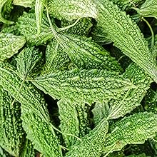 Bitter Melon Fruit