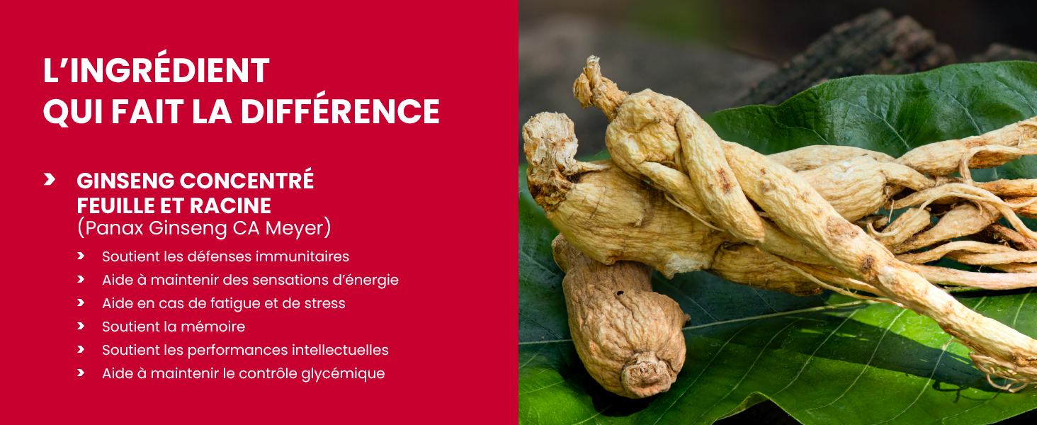 ginseng panax