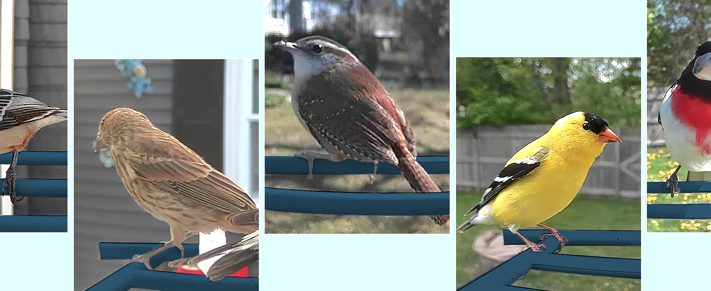 bird feeder with camera ai outdoor wireless