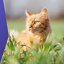 Vetasan Giardientest für Hunde und Katzen