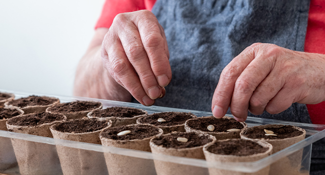 Peat pot