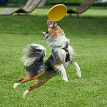 100ft 50ft 65ft 15ft 25ft dog tie out cable