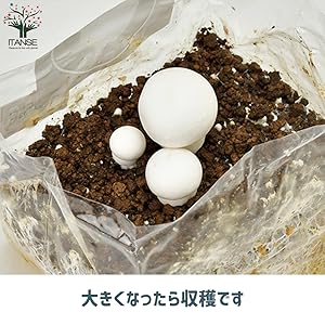 Amazon｜おうちでできるキノコ栽培キット ホワイト