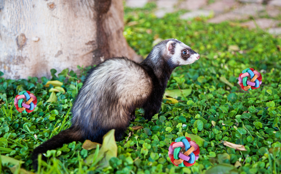 Pet Supplies 3 Pack Ferret Toys Balls Colorful Bouncy Rubber Balls with Builtin Bell Ferret