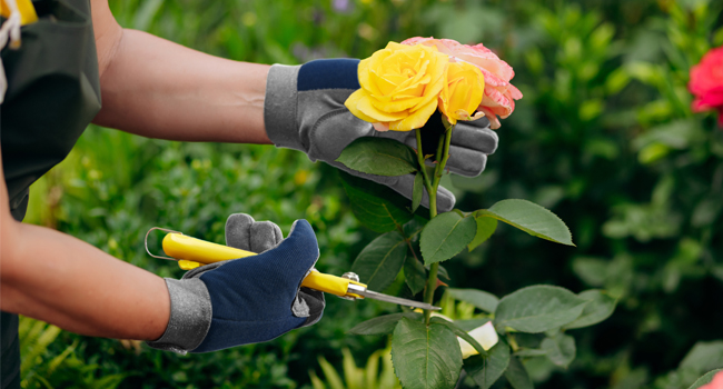 Thorn Proof Gardening Gloves