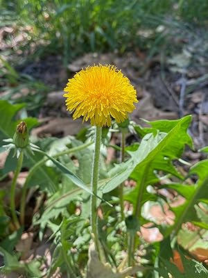 Dandelion-seed true-dandelion wild heirloom seeds-for-planting bee-friendly usa untreated organic