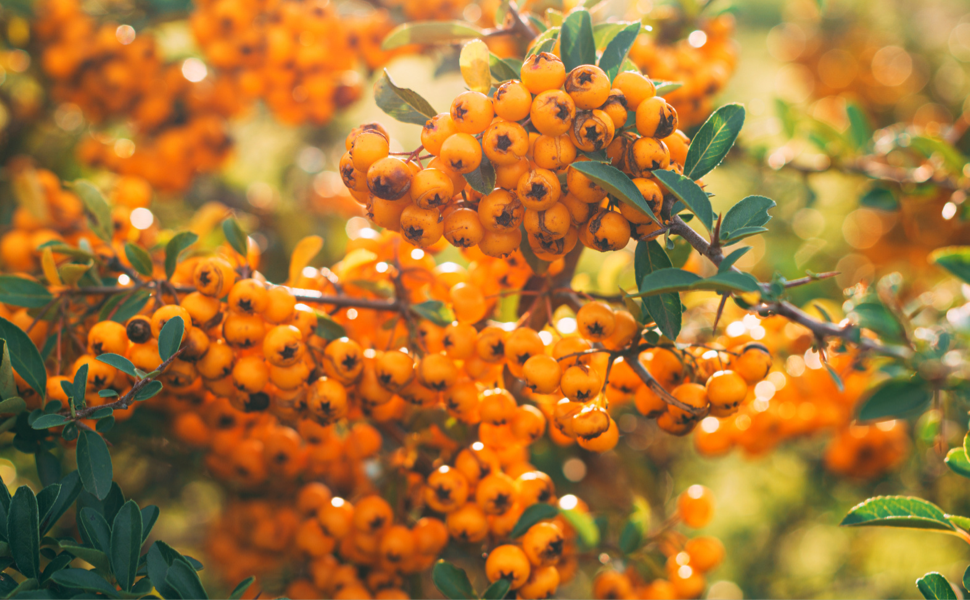 seabuckthorn
