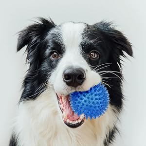 dog ball toy