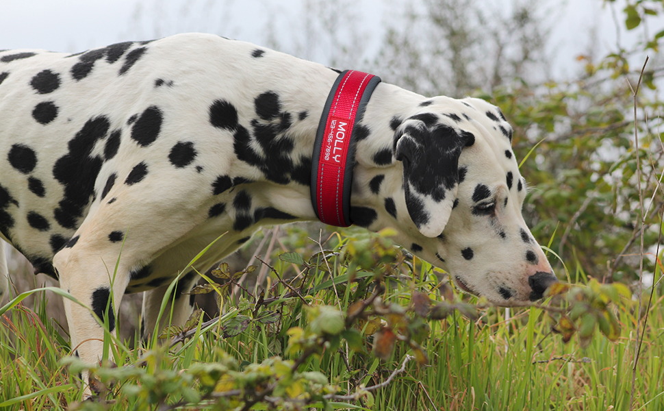 personalized dog collar with metal buckle