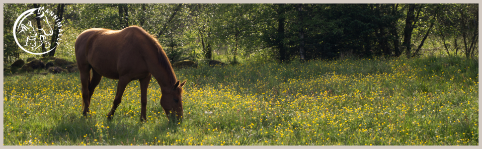 Braunes Pferd weidet auf einer Wiese voller gelber Wildblumen, umgeben von Bäumen im Hintergrund
