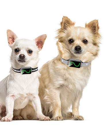 e collar dog