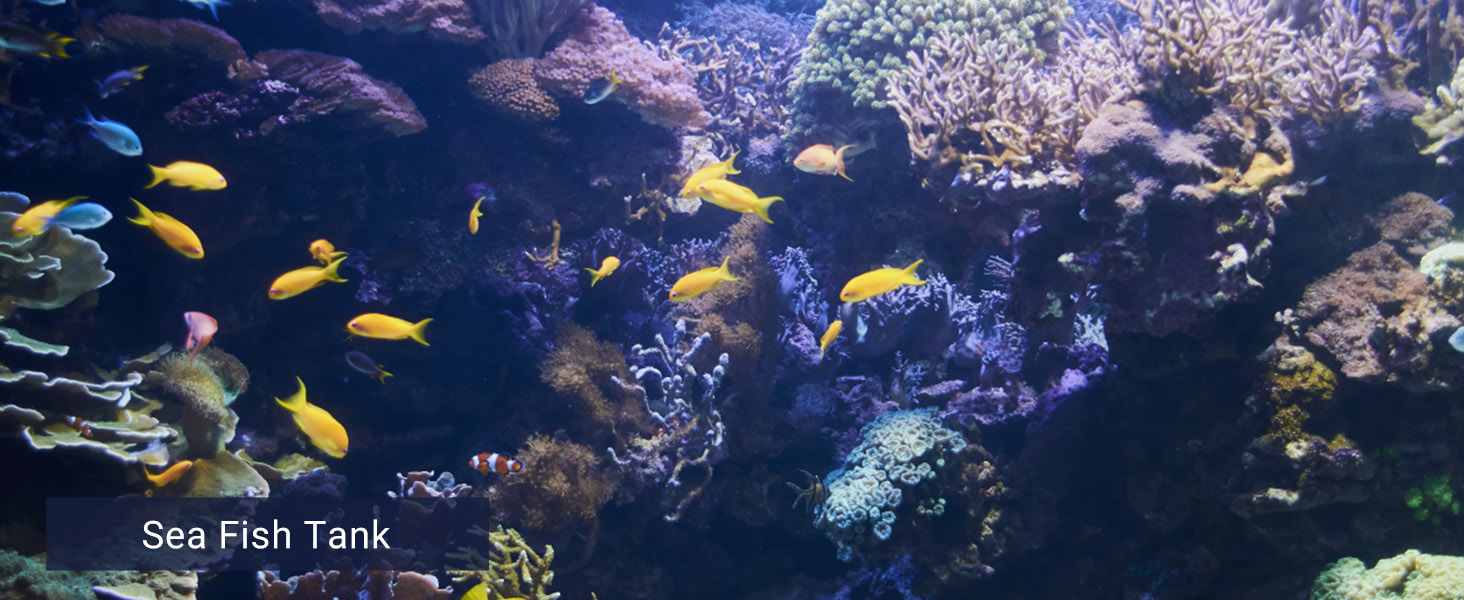 Inkbird 300W Aquarium Heater Submersible Titanium Fish Tank Heater with