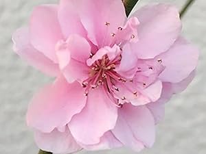桃の花 Amazon.co.jp: ITANSE 花桃の苗木 宝塚小町 (八重咲ピンク