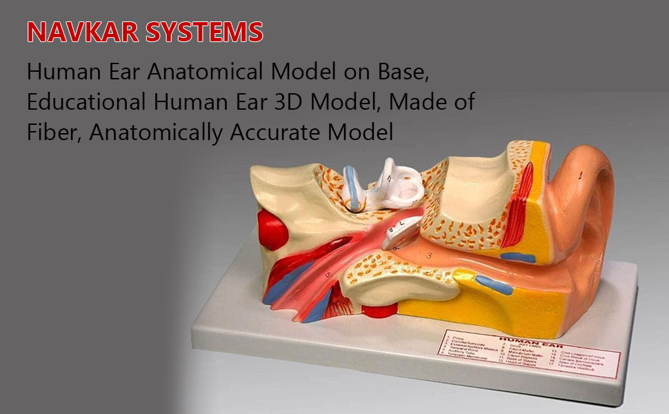 Navkar Systems Human Ear Anatomical Model on Base, Educational Human