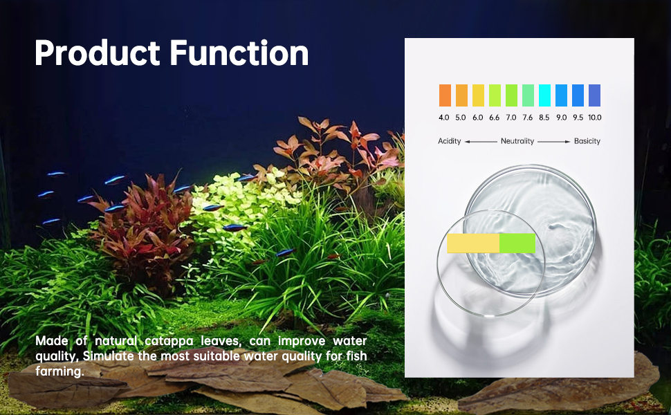 almond leaves for betta fish indian almond leaves for betta fish betta fish water betta fish nest