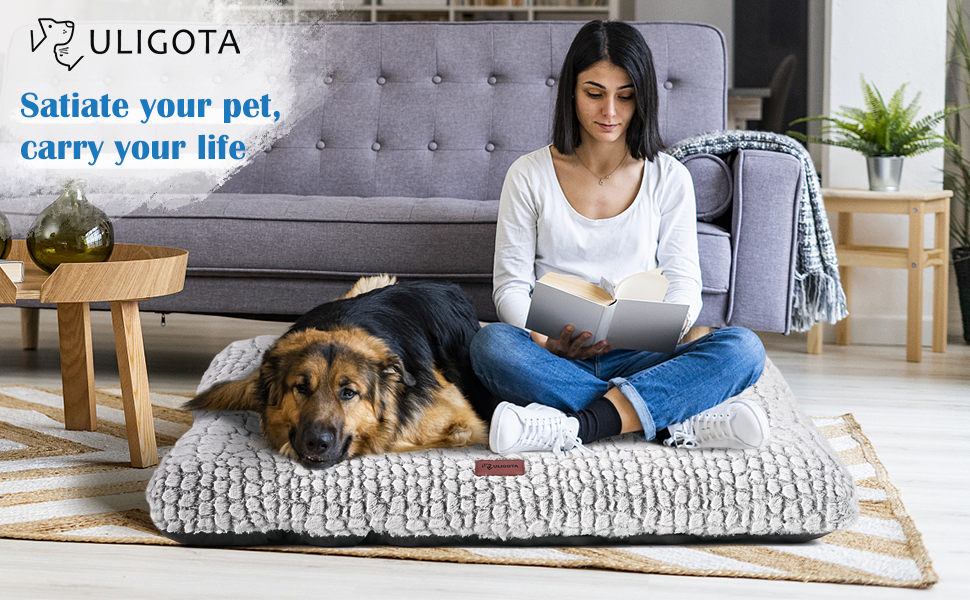 dog bed