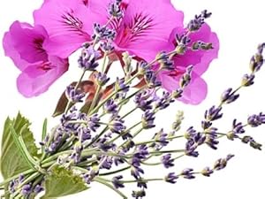 Lavender Geranium