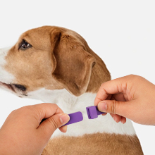 Trail Tail Dog Calming Collar