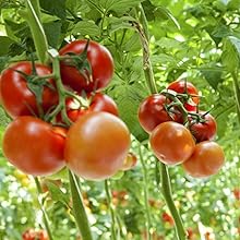 Amazon.co.jp: 夏植え!トマト・すずなりきゅうり・なすび苗