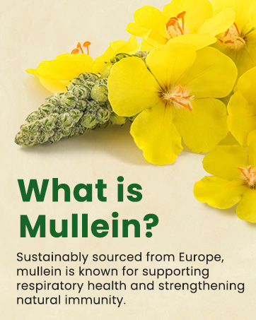 mullein