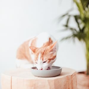DISTRICT 70 Bamboo Comedero para gatos