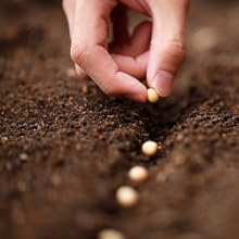 direct sowing tomato seeds for home agriculture seeds gardening methods