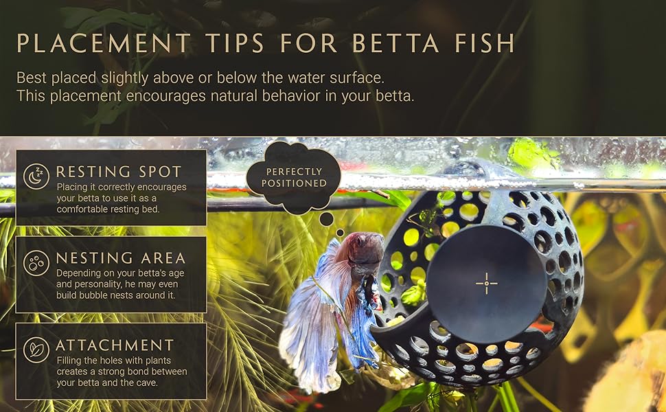 Tips for placing the Cave Lounge when in use by a betta fish. 